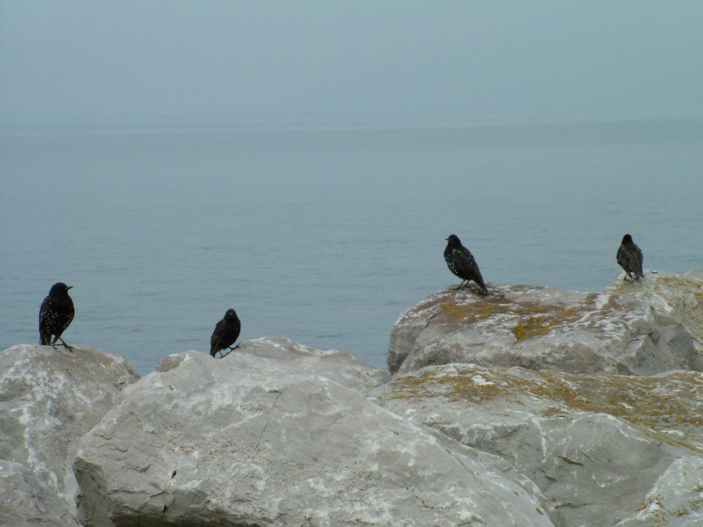 Click now to see this image full size.