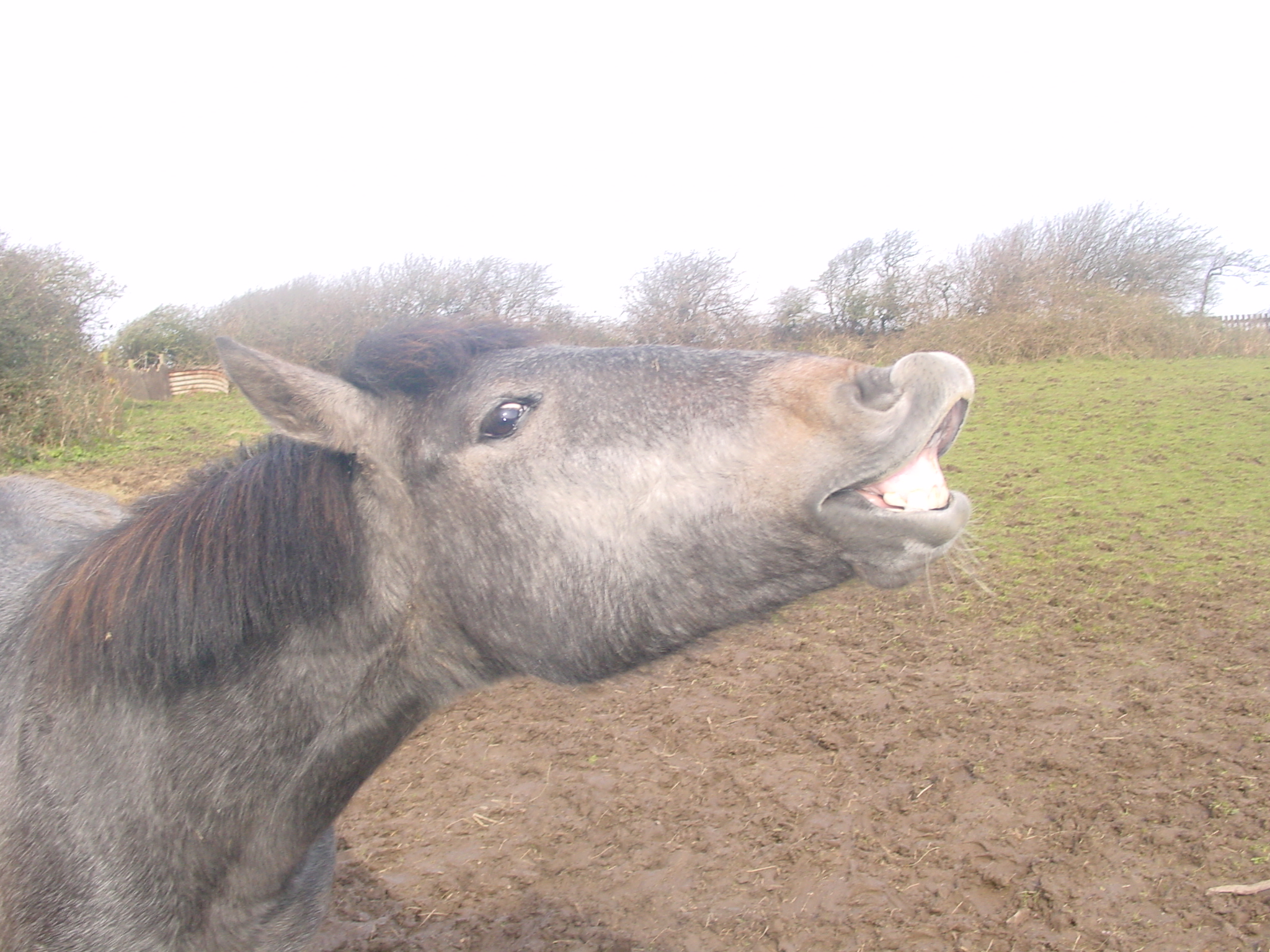 Click now to see this image full size.