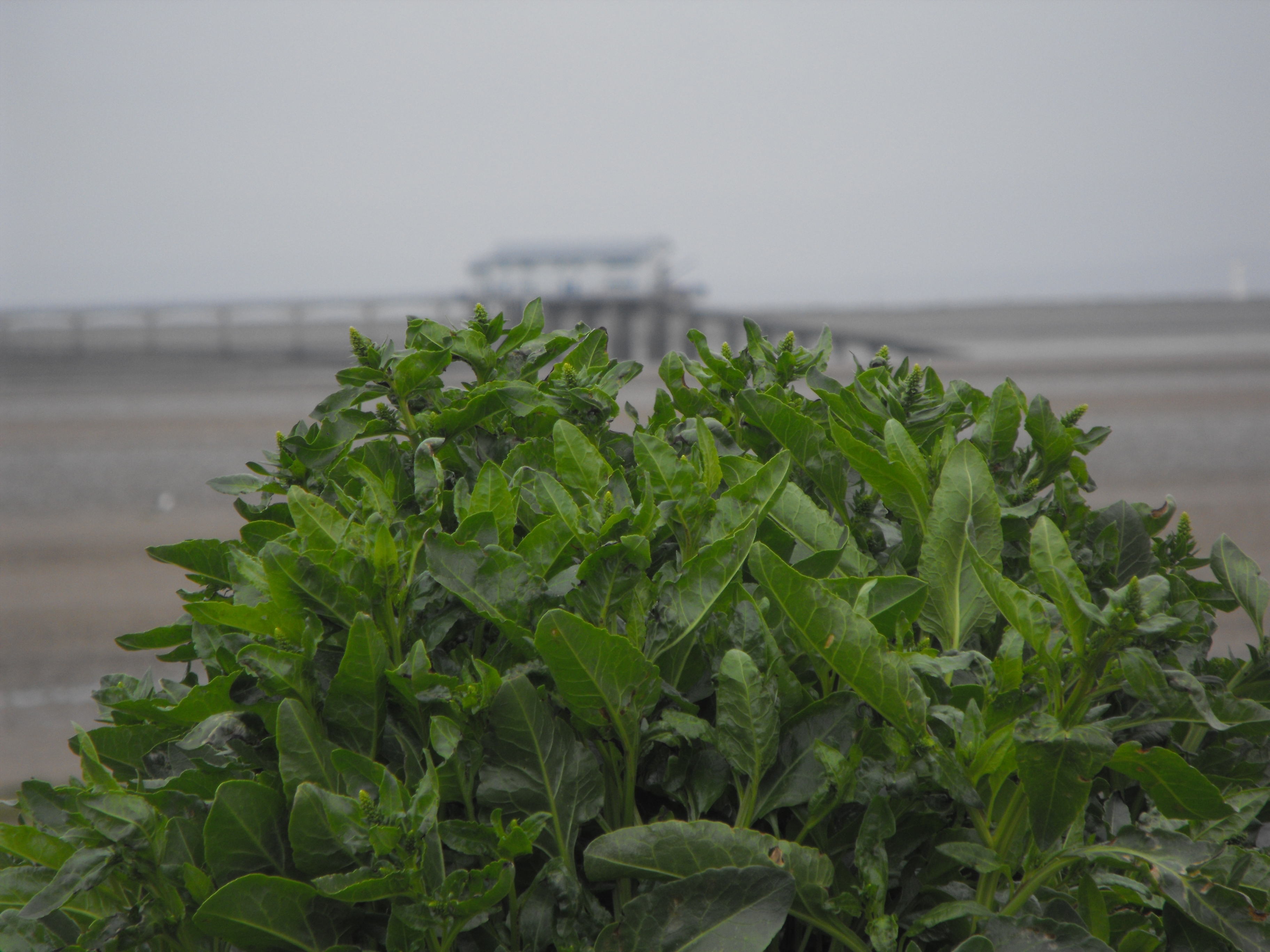 Click now to see this image full size.